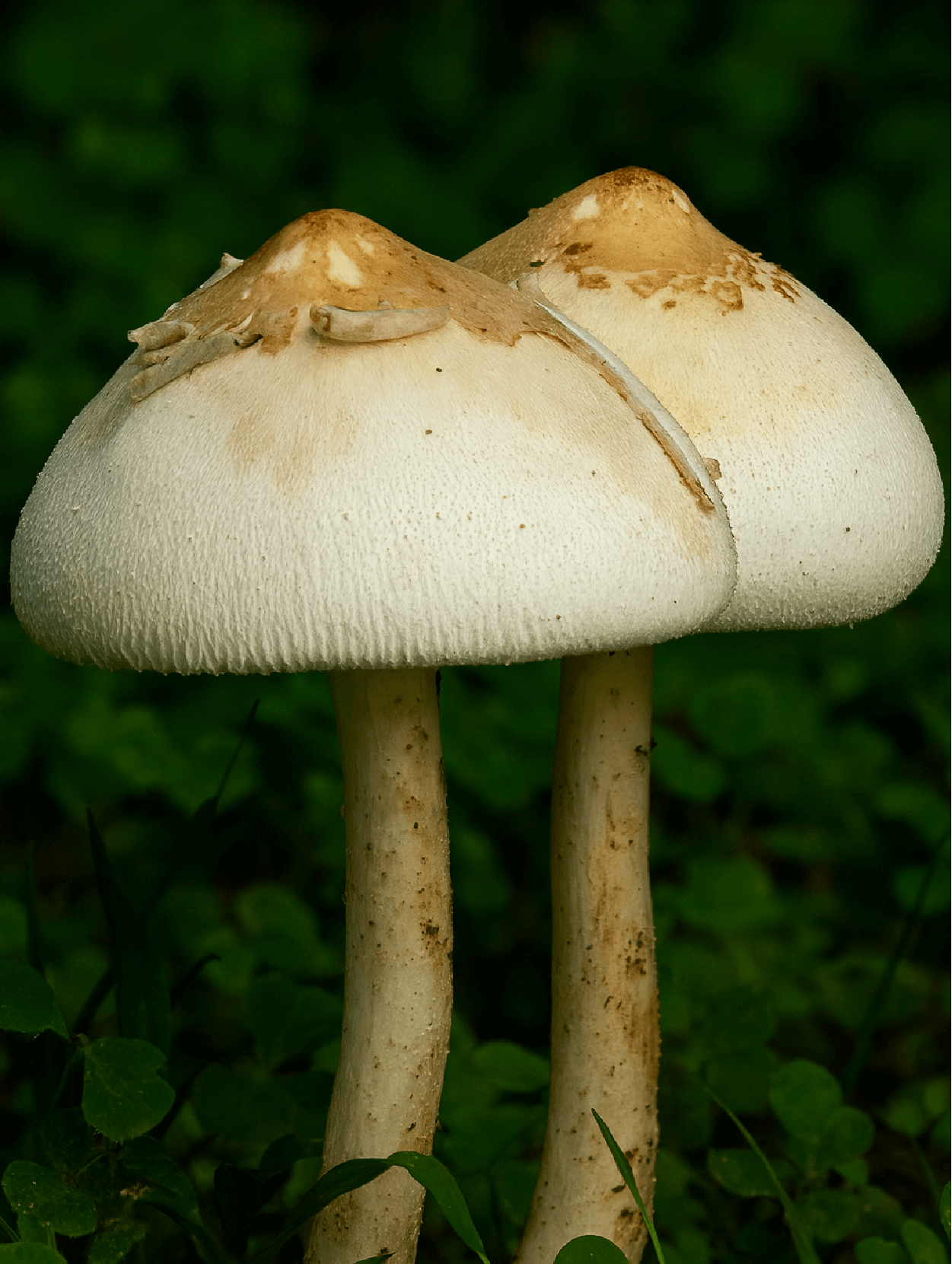 Nipple Problems During Breastfeeding: Causes, Symptoms, and Natural Relief Options